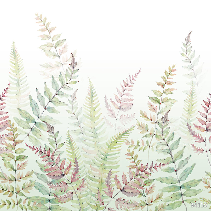 Fern