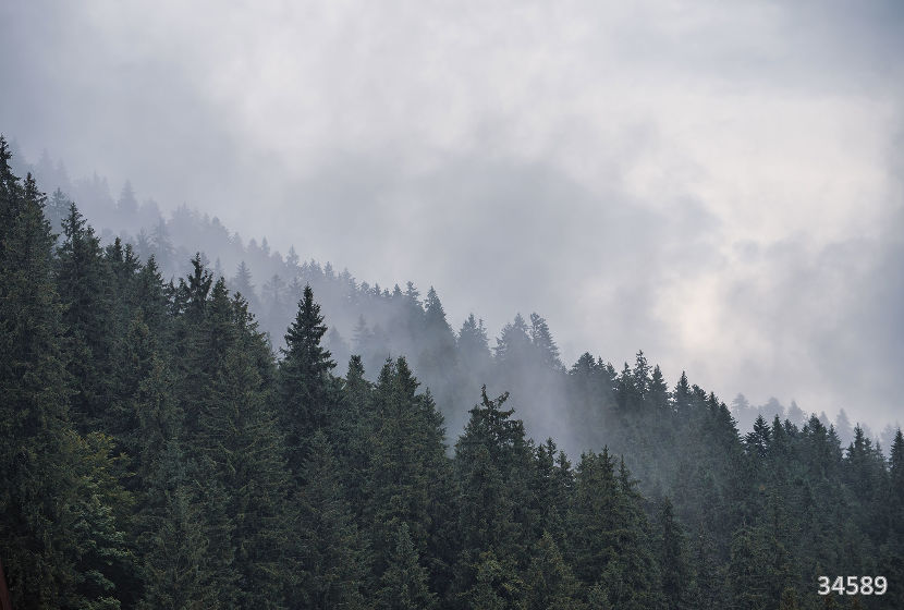 Foggy forest