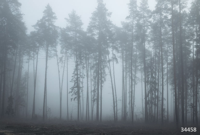 Foggy forest