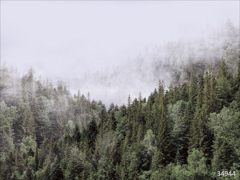 Forest in the fog