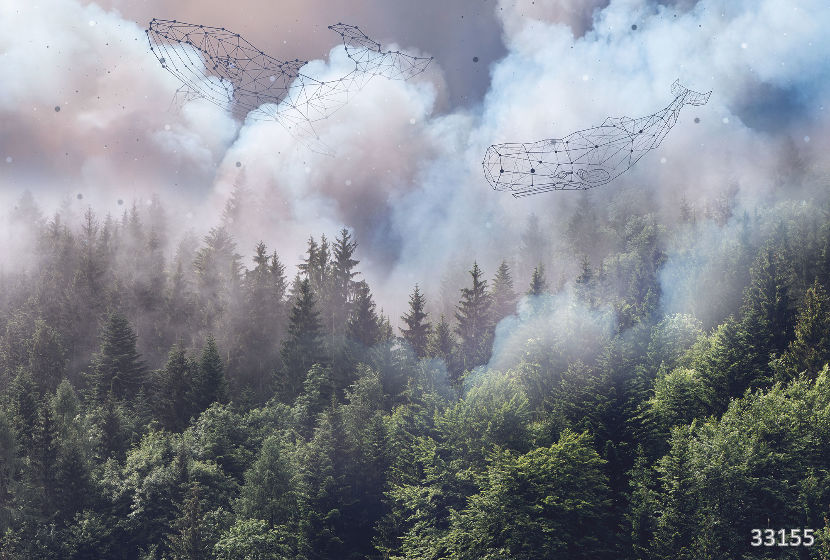 Forest whales