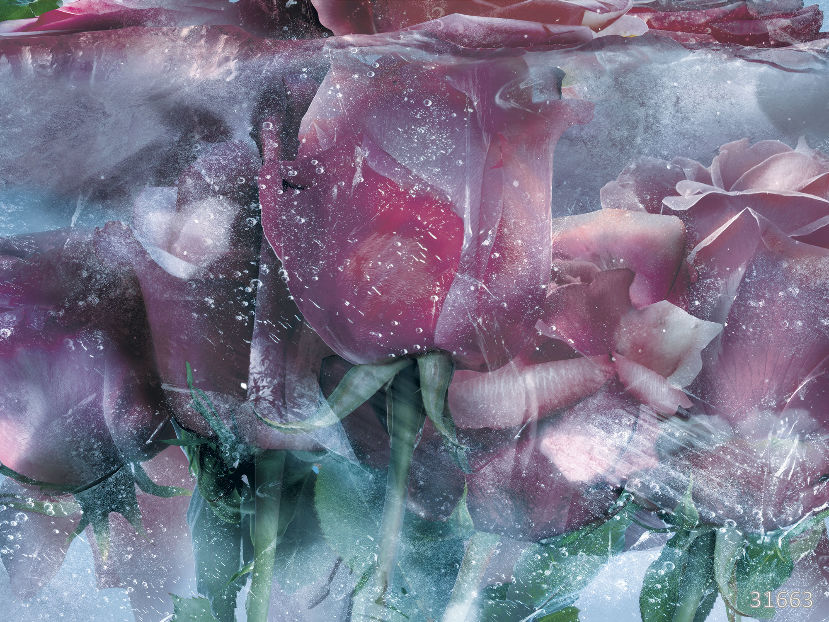 Ice roses blue
