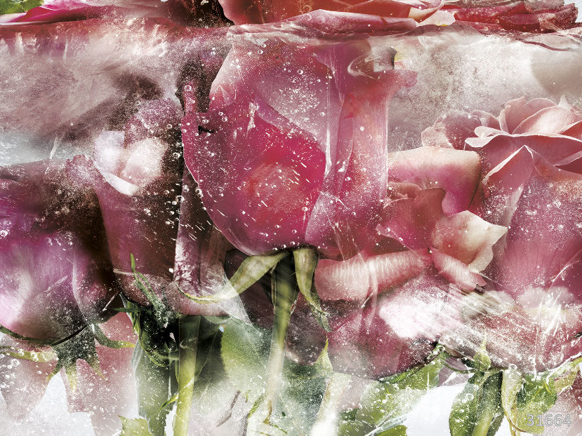 Ice roses