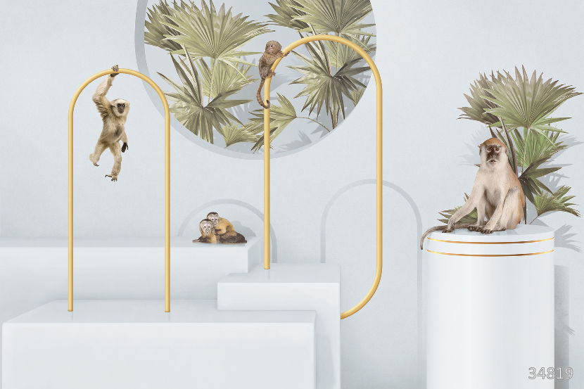 Monkeys in the dimension