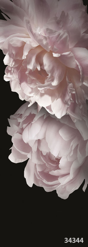 Pink peonies