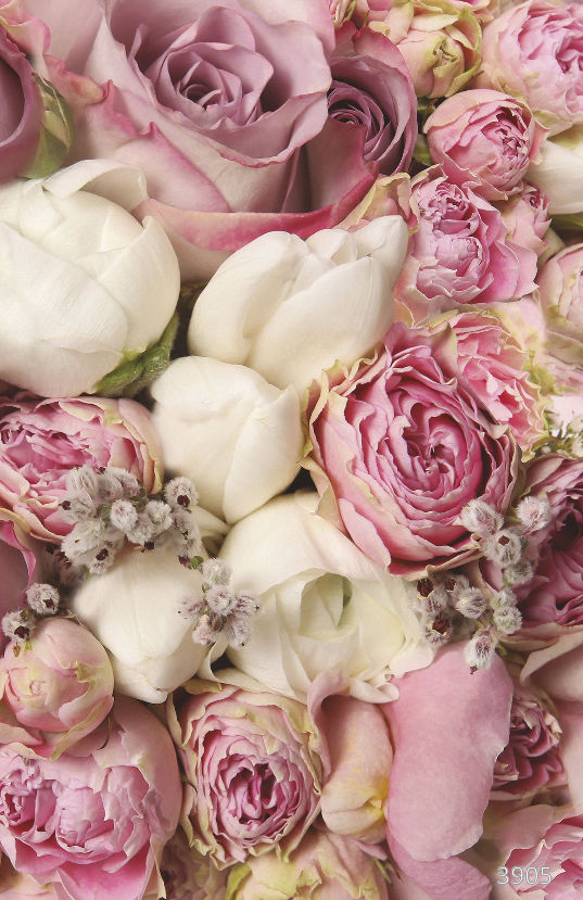 Розы